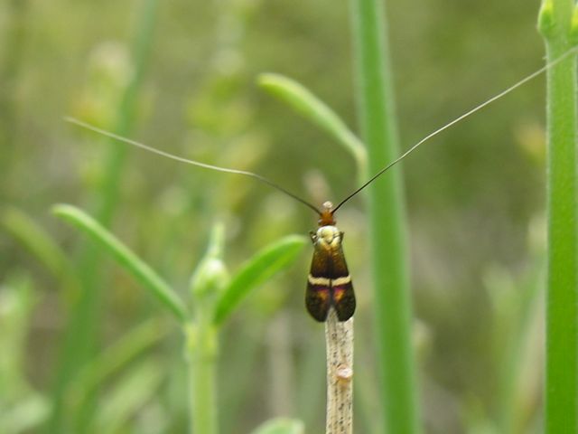 Adelidae